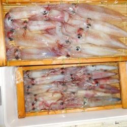 第二一之紀丸（ダイニイチノキマル） 釣果