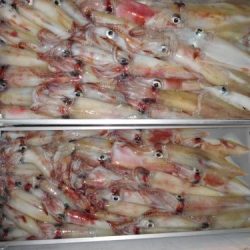 第二一之紀丸（ダイニイチノキマル） 釣果