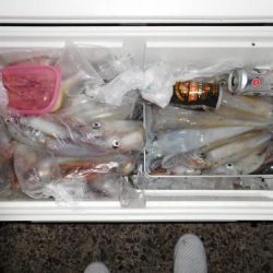 第二一之紀丸（ダイニイチノキマル） 釣果