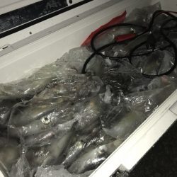 寿裕 （YOSHIHIRO） 釣果