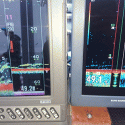 遊漁船ブルーウッズ 釣果