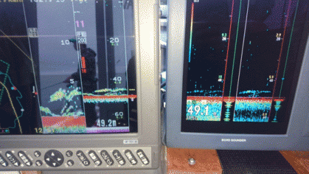 遊漁船ブルーウッズ 釣果