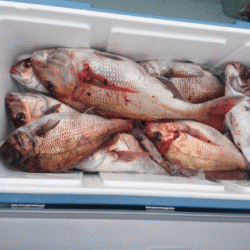 遊漁船ブルーウッズ 釣果