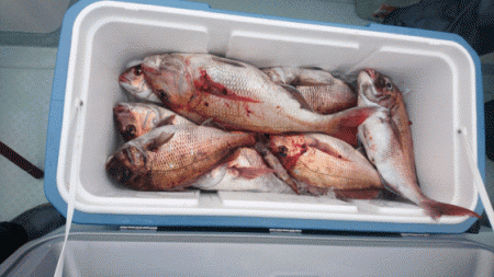 遊漁船ブルーウッズ 釣果