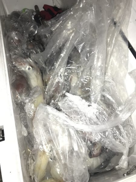 寿裕 （YOSHIHIRO） 釣果