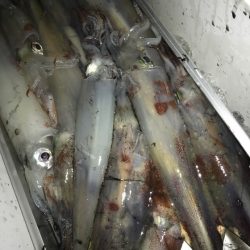 寿裕 （YOSHIHIRO） 釣果