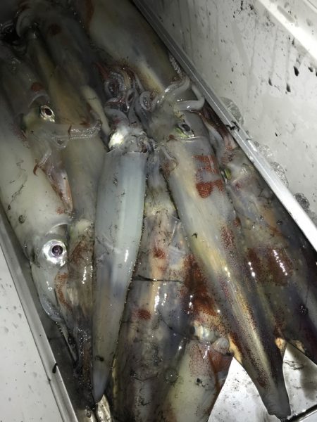 寿裕 （YOSHIHIRO） 釣果