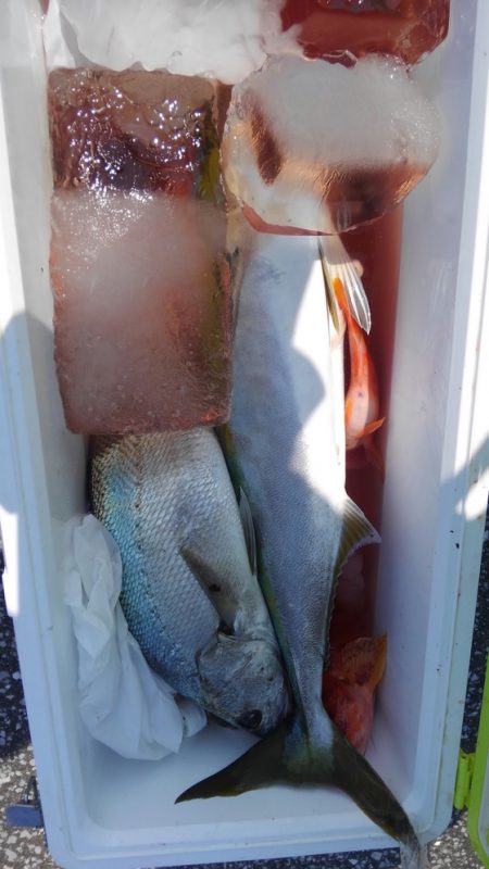 遊漁船 新鋭丸 釣果