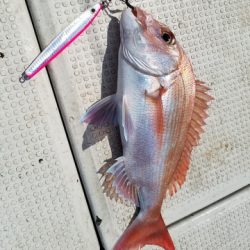 遊漁船 ニライカナイ 釣果