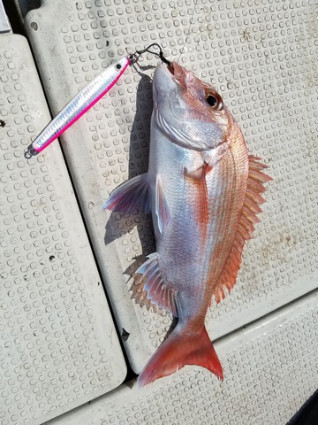 遊漁船 ニライカナイ 釣果