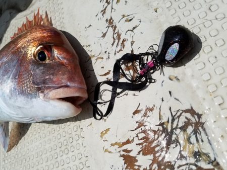 遊漁船 ニライカナイ 釣果