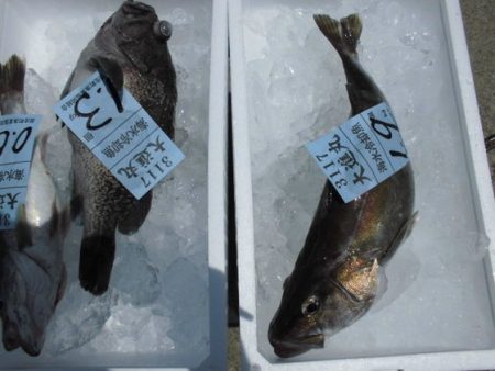 大進丸（新潟） 釣果