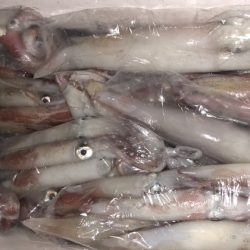 幸風（さちかぜ） 釣果