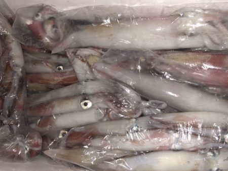 幸風（さちかぜ） 釣果