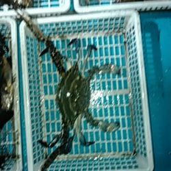 フィッシングガイド りょう 釣果