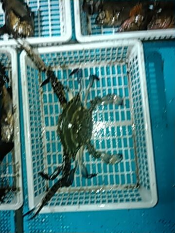 フィッシングガイド りょう 釣果