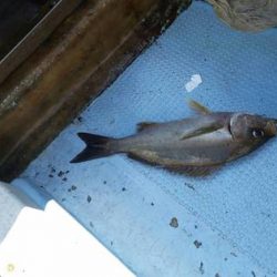 第五慶門丸 釣果