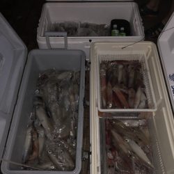 幸風（さちかぜ） 釣果