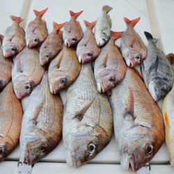 Marine T Design　マリンティーデザイン 釣果