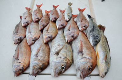 Marine T Design　マリンティーデザイン 釣果