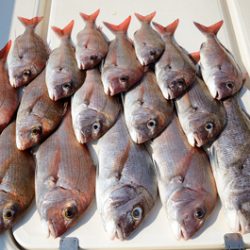 Marine T Design マリンティーデザイン 釣果