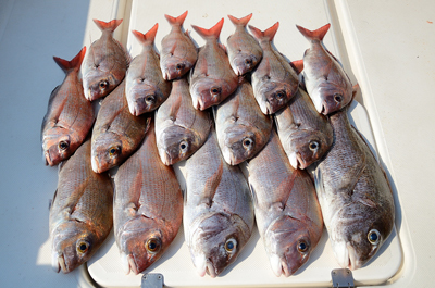 Marine T Design マリンティーデザイン 釣果