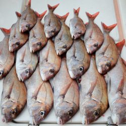 Marine T Design マリンティーデザイン 釣果