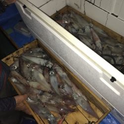 寿裕 （YOSHIHIRO） 釣果