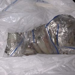 幸風（さちかぜ） 釣果