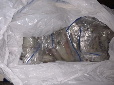 幸風（さちかぜ） 釣果