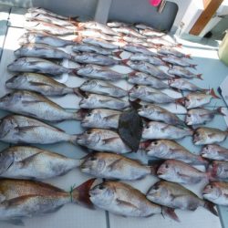 遊漁船 幸友丸 釣果