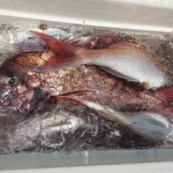 遊漁船ブルーウッズ 釣果