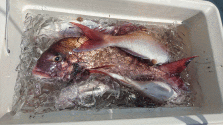 遊漁船ブルーウッズ 釣果