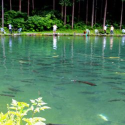 小菅トラウトガーデン 釣果