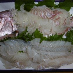 かもめ釣船 釣果