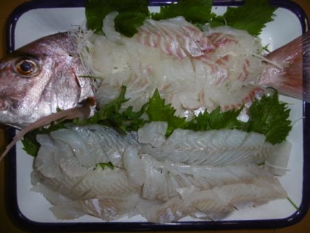 かもめ釣船 釣果