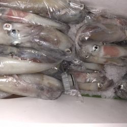 幸風（さちかぜ） 釣果