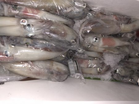 幸風（さちかぜ） 釣果