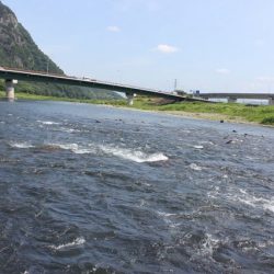 狩野川(狩野川漁業協同組合) 釣果