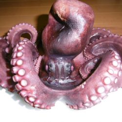 かもめ釣船 釣果