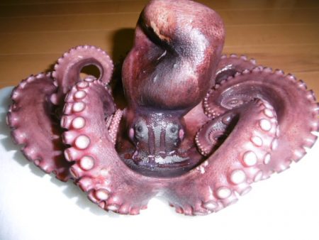 かもめ釣船 釣果