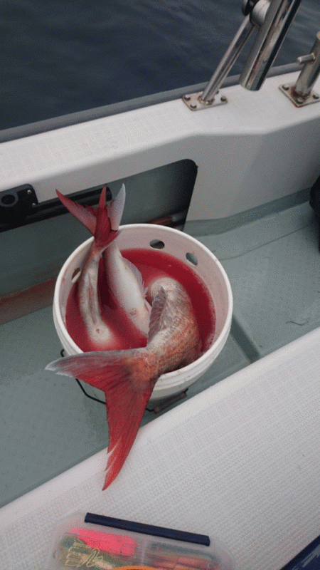 遊漁船ブルーウッズ 釣果