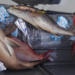 遊漁船 新鋭丸 釣果