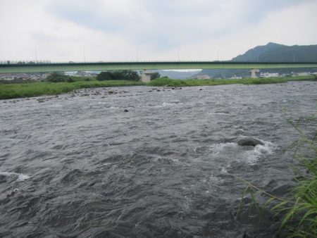 狩野川(狩野川漁業協同組合) 釣果