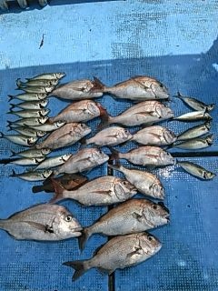 フィッシングガイド りょう 釣果