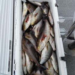 第二大福丸 釣果