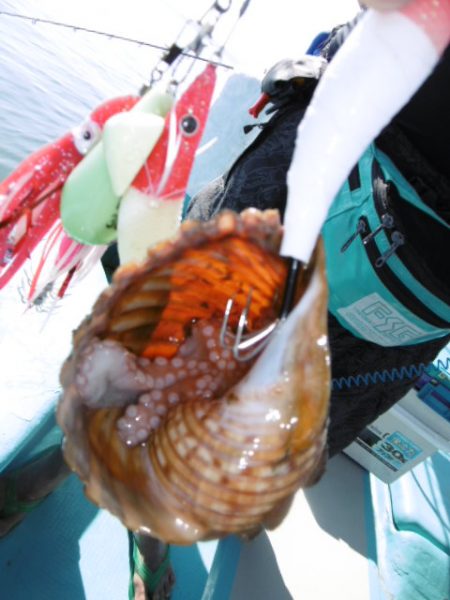 かもめ釣船 釣果