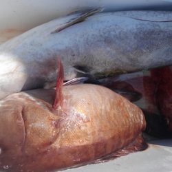 遊漁船 新鋭丸 釣果