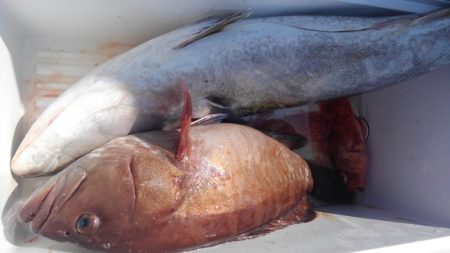 遊漁船 新鋭丸 釣果