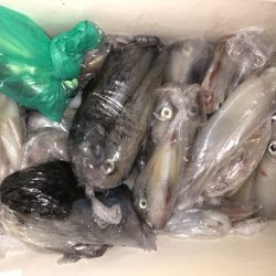 幸風（さちかぜ） 釣果